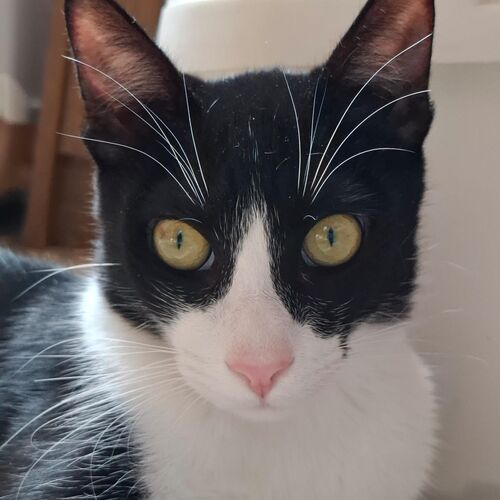 Oreo