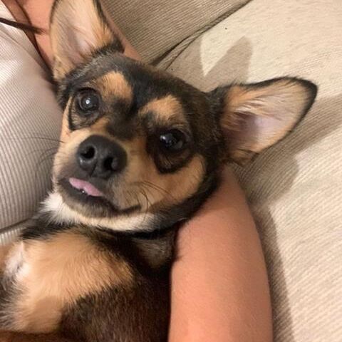 Bogart