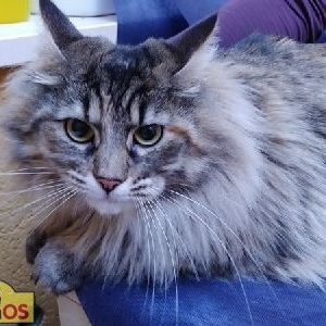 Chati