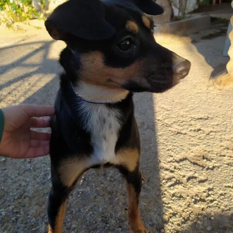 Felipe