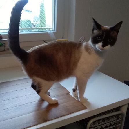 Maya
