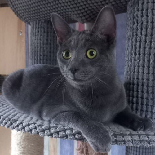 Katze