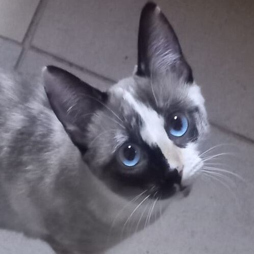 Katze