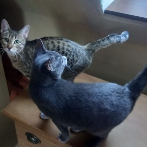 Katze