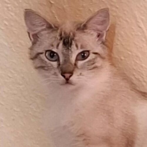 Katze