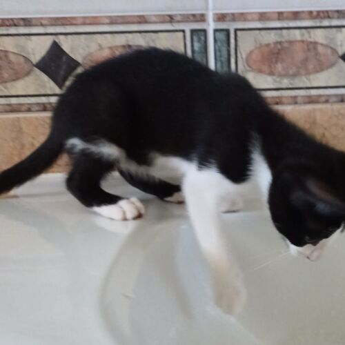 Katze
