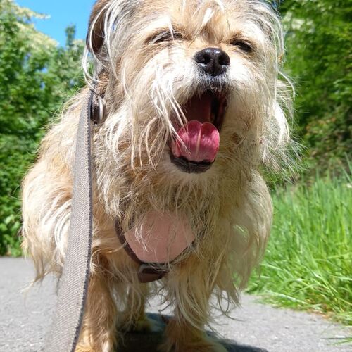 Trudi