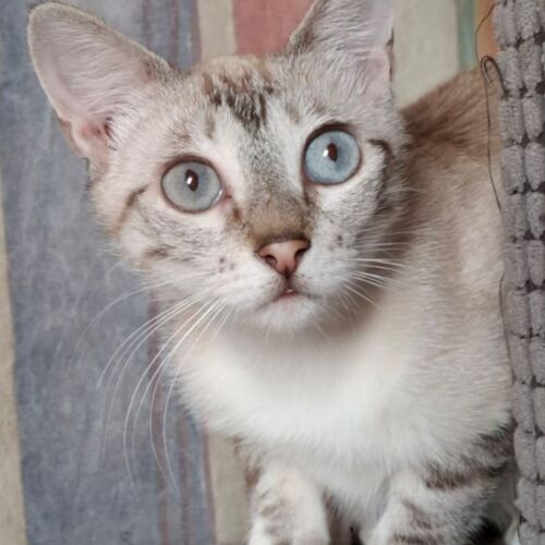 Katze