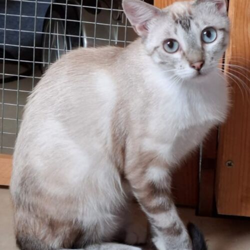 Katze