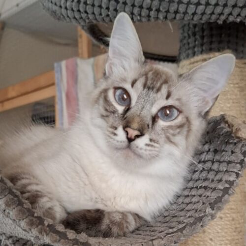 Katze