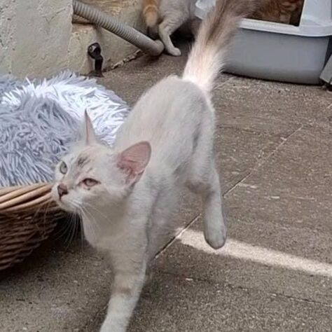 Katze