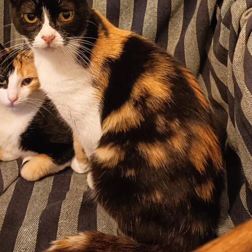 Katze