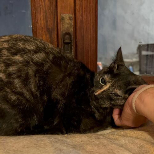Katze