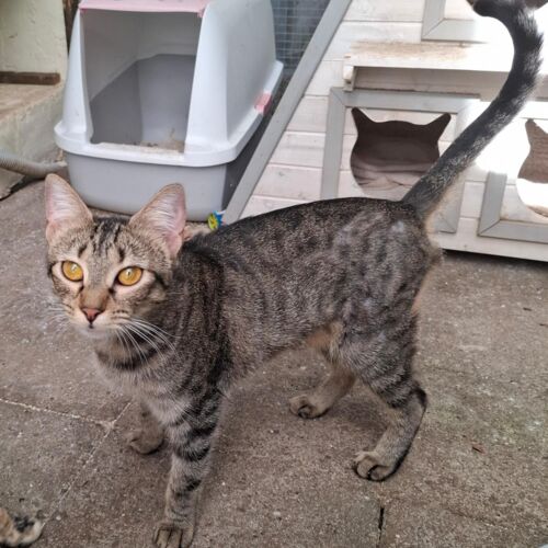 Katze