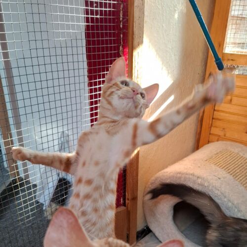 Katze