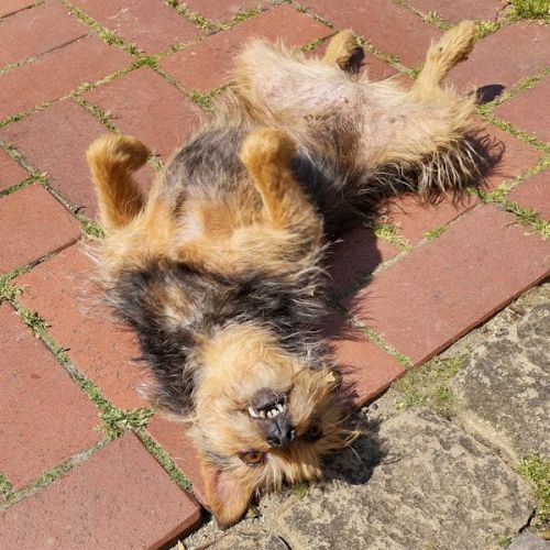 Unser Hund Vivalahund