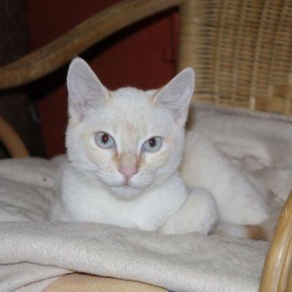 Peque