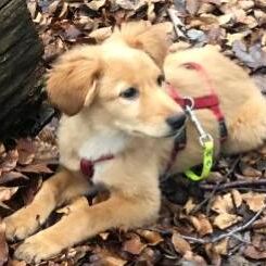 Simba