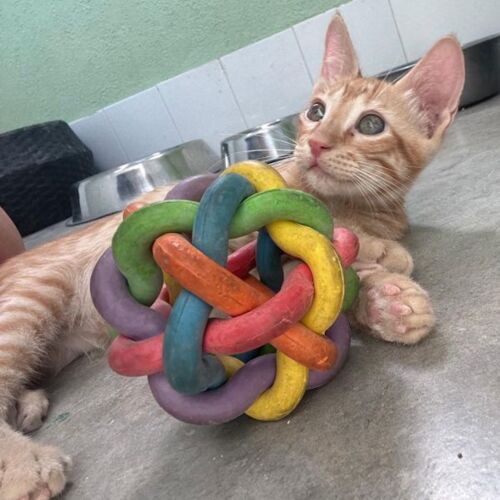 Katze