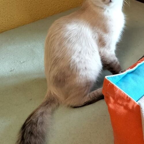 Katze