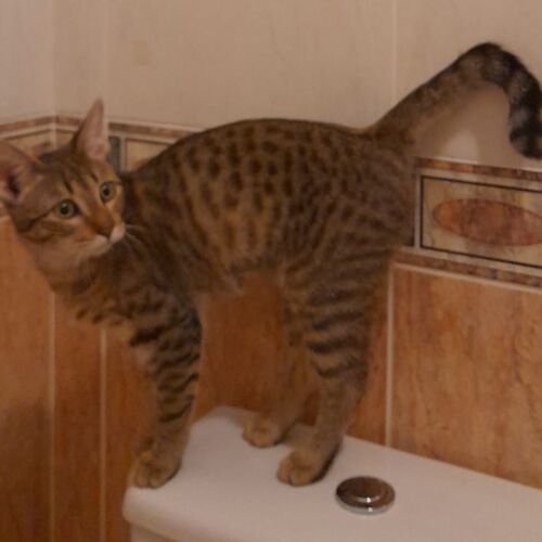 Katze