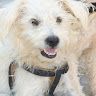 Happy Benji, Aug. 2012