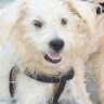 Happy Benji, Aug. 2012