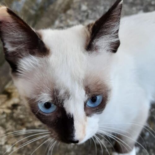 Katze