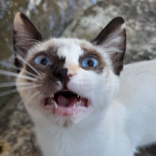 Katze
