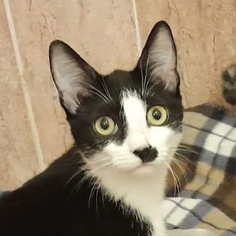 Katze