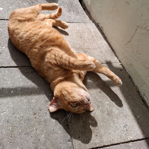 Katze