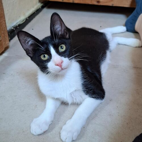 Oreo