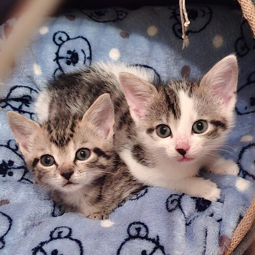 Flynn und Fawn