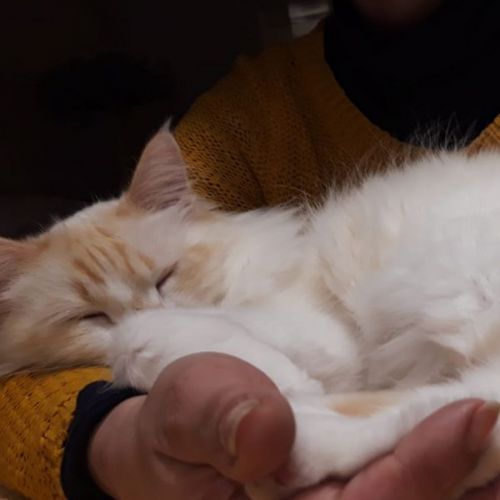Milo