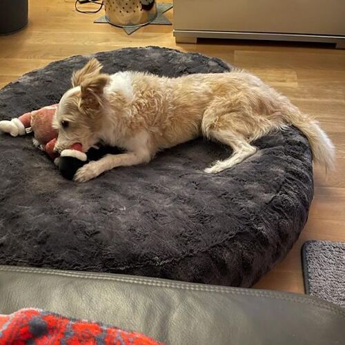 Tino
