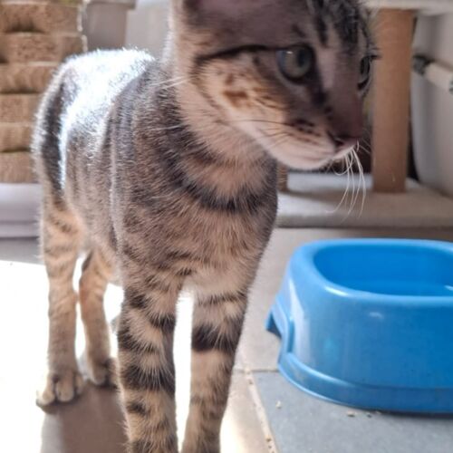 Katze