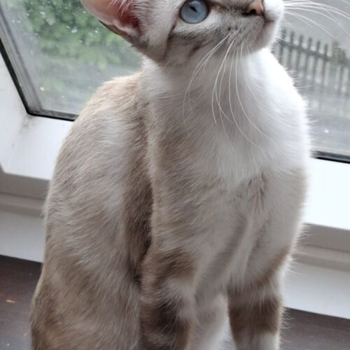 Katze