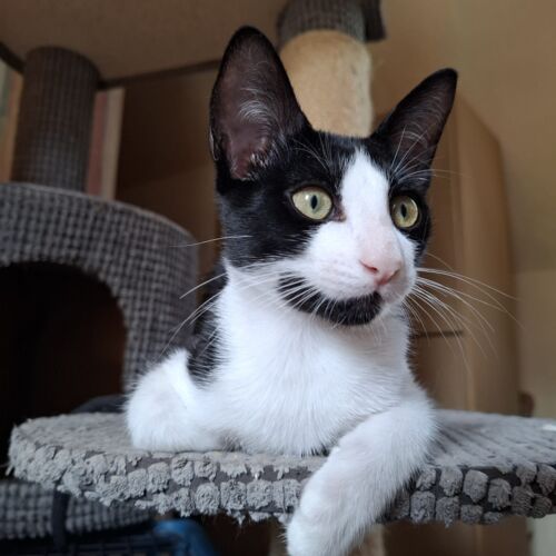 Katze