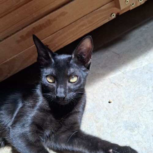 Katze