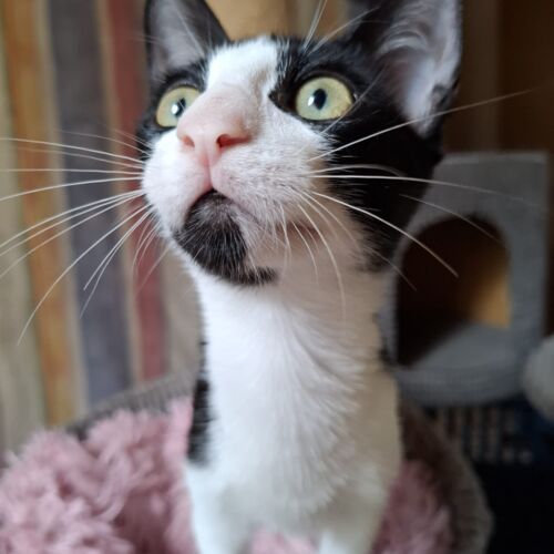 Katze