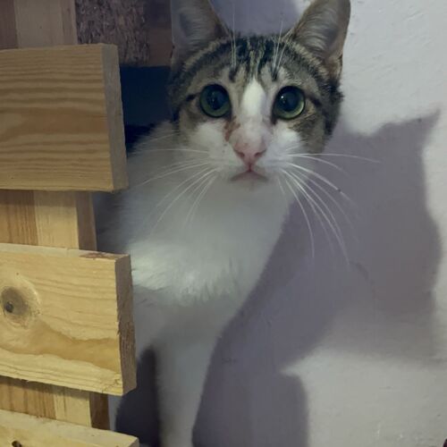 Katze