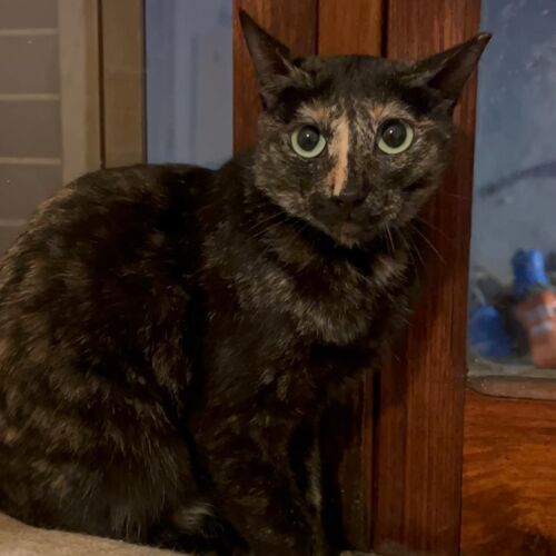 Katze