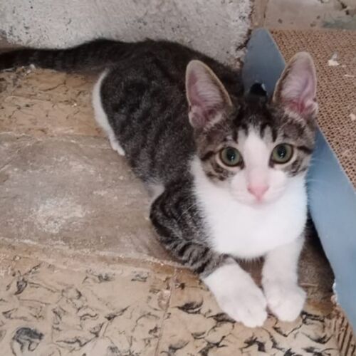 Katze
