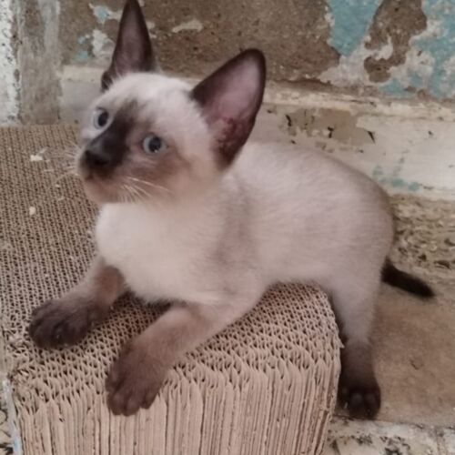 Katze