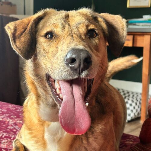 Logan