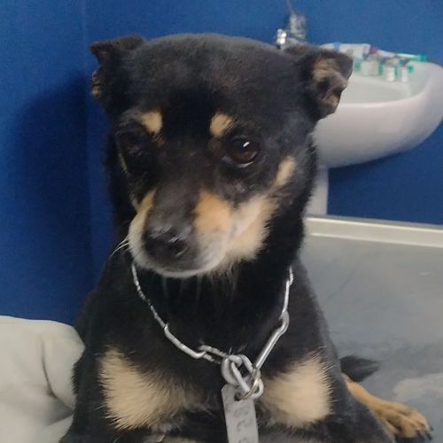 Miminha
