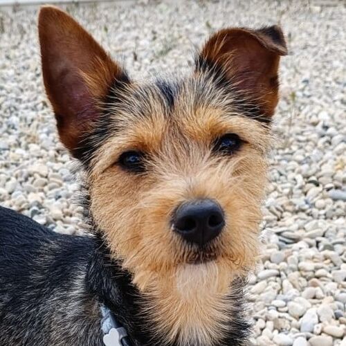 Coco