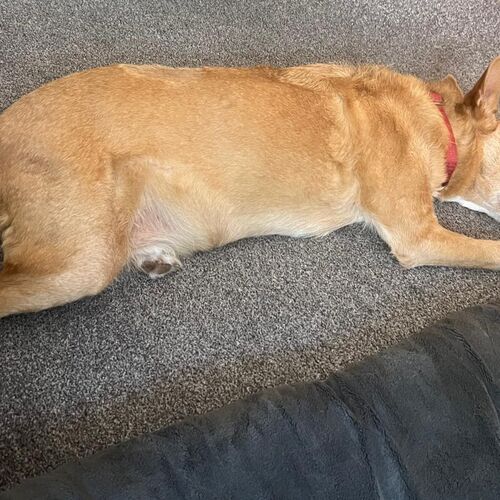 Davi