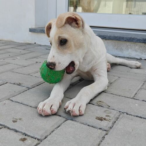Basti