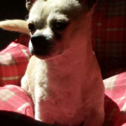 Unser Patenhund Vivalahund